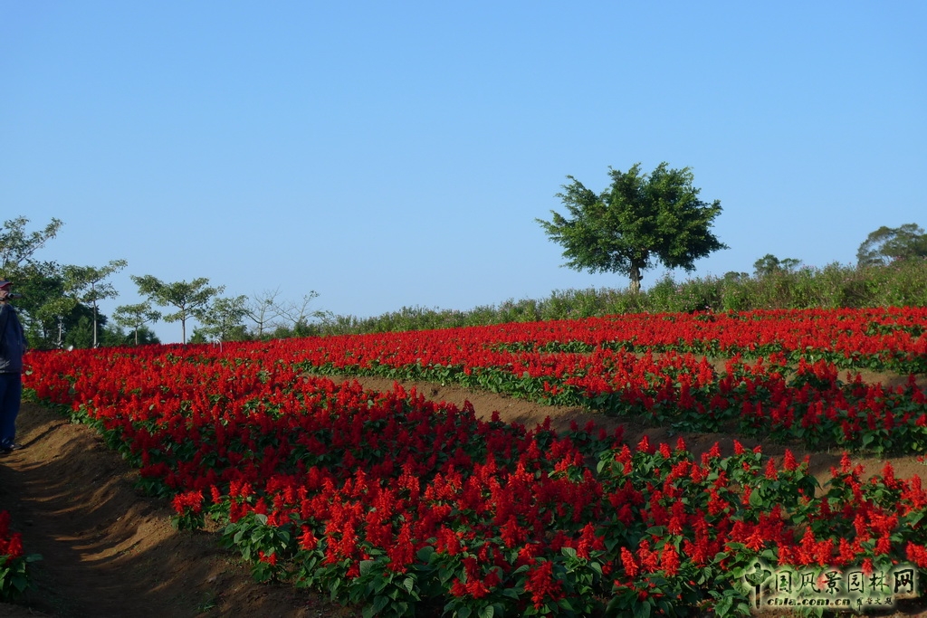 大溪花海農(nóng)場(chǎng)