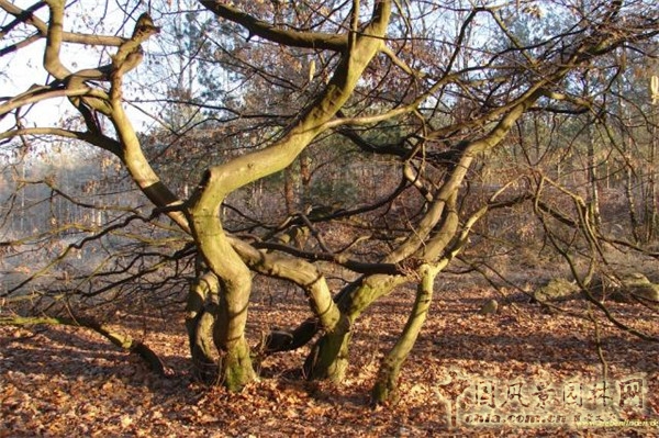 低碳生活——德國(guó)Sieben Linden生態(tài)村