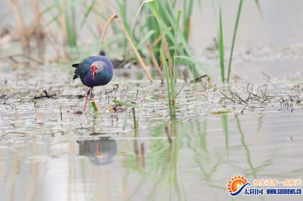 翔安張埭橋水庫擬建濕地公園 為水鳥預留足夠空間