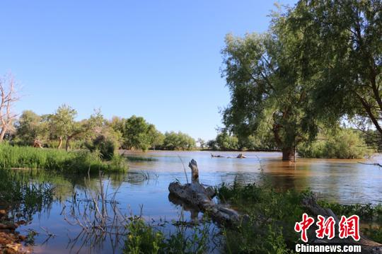 新疆阿勒泰濕地河谷風(fēng)光秀美 野生動植物頻現(xiàn)