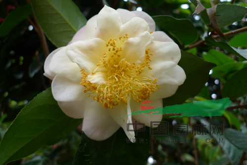 棕櫚股份越南抱莖茶新種通過初審