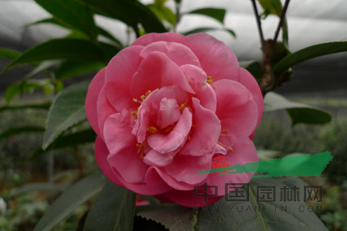 棕櫚股份越南抱莖茶新種通過初審