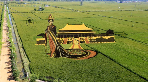 遼寧沈陽“3D稻田畫”進入最佳觀賞期