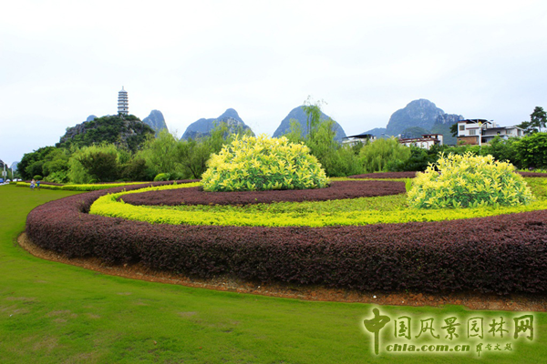無錫明申農業特色品種黃金枸骨，圓彩化中國的夢
