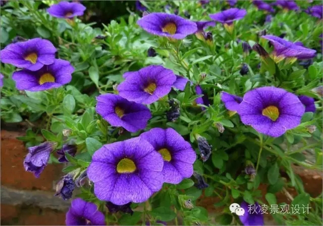 常見(jiàn)草本植物大全