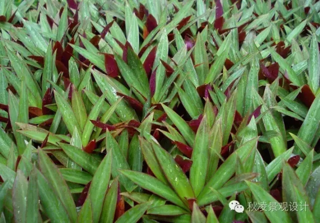 常見(jiàn)草本植物大全