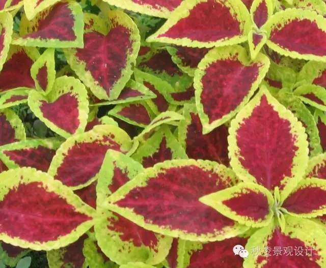 常見(jiàn)草本植物大全