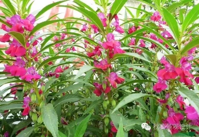 常見(jiàn)草本植物大全