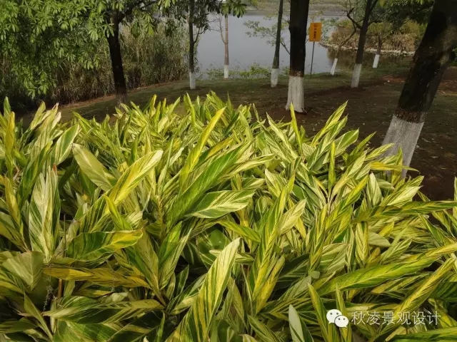 常見(jiàn)草本植物大全