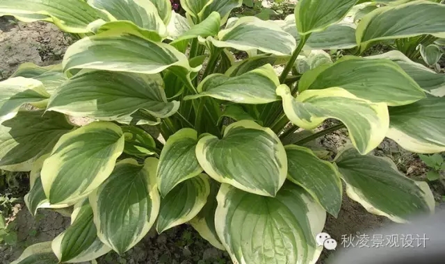常見(jiàn)草本植物大全