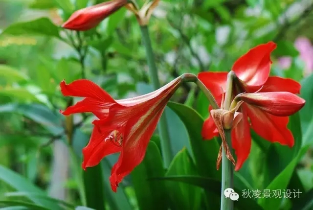 常見(jiàn)草本植物大全