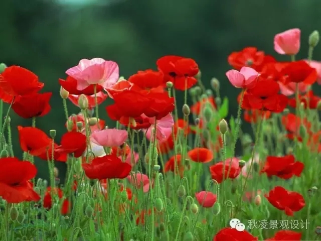 常見(jiàn)草本植物大全
