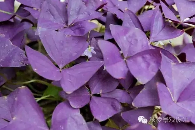 常見(jiàn)草本植物大全