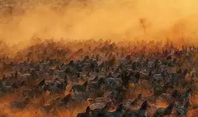 金螳螂:羅紅攝影藝術館室內裝飾工程