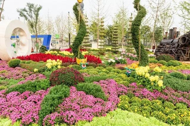 北京花木公司：圓滿完成唐山世園會國際精品菊花展工作