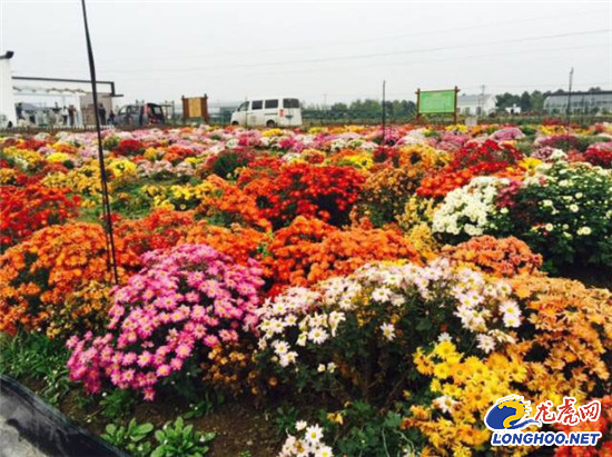 南農(nóng)大湖熟花卉基地萬(wàn)朵菊花爭(zhēng)奇斗艷