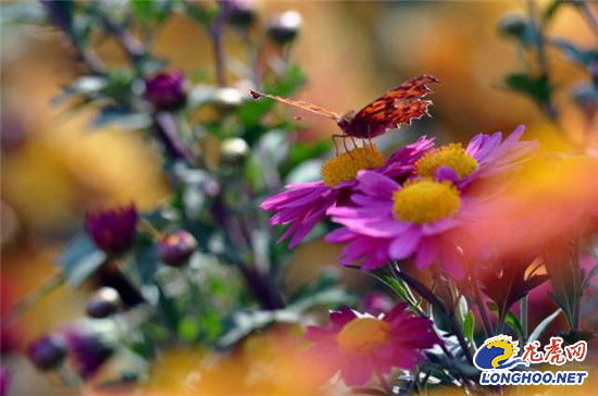 南農(nóng)大湖熟花卉基地萬(wàn)朵菊花爭(zhēng)奇斗艷
