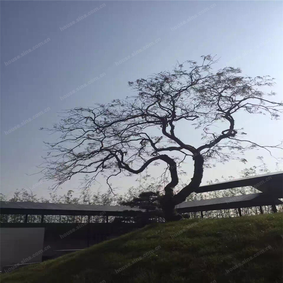 在三大設(shè)計(jì)院眼中的園林里邂逅音樂(lè)會(huì)