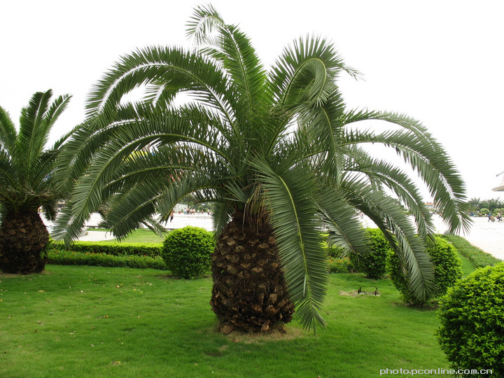 年底尋訪花木城之蘇鐵的困局
