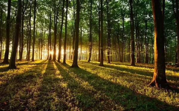 苗木長久經營，這些趨勢應該看清