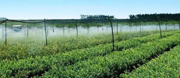 苗木長久經營，這些趨勢應該看清