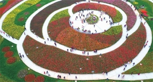 湖南省森林植物園：玫瑰花型花海