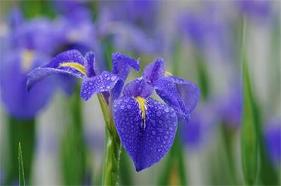鳶尾在園林景觀有廣泛前景