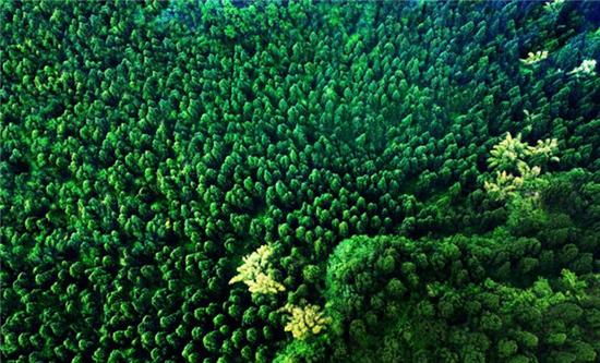 四川蓬安國家森林公園通過專家評審