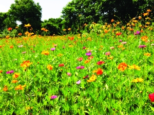 珠江:南沙濱海公園花田鮮花次第盛開