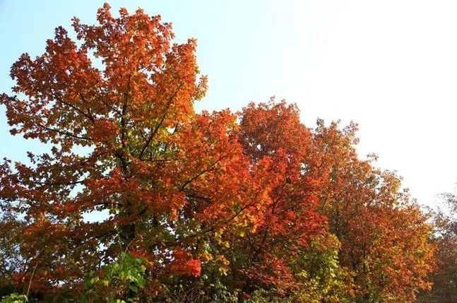 來大楊山國家森林公園邂逅真正的秋天