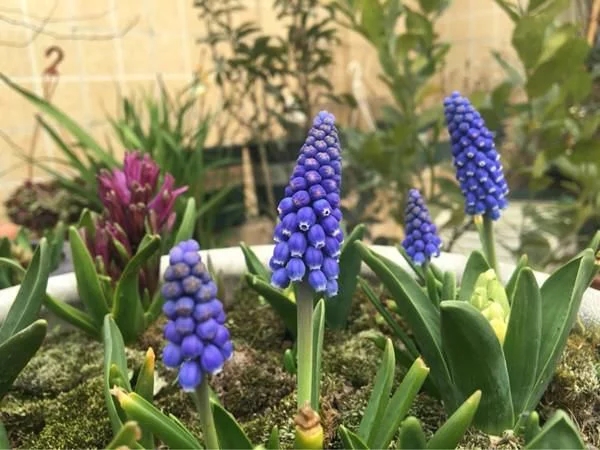 新型觀賞綠植花卉，漂亮得像假花