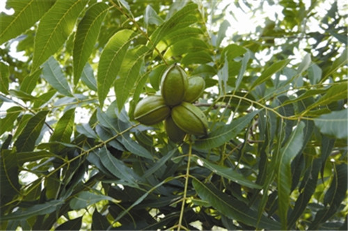 滁州市吹響創(chuàng)建國家森林城市號角