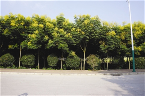 滁州市吹響創(chuàng)建國家森林城市號角