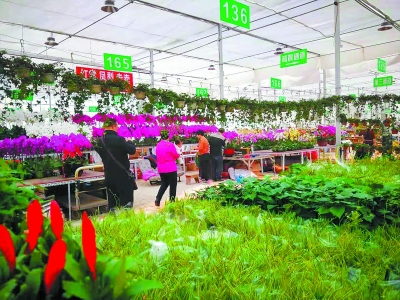 300多戶北京花商轉(zhuǎn)戰(zhàn)河北高碑店