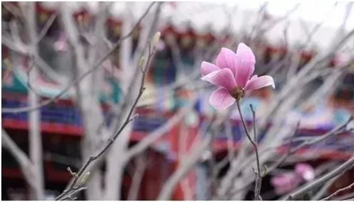 2019園冶杯專業(yè)獎丨2019北京世園會北京園