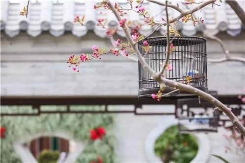 2019園冶杯專業(yè)獎丨2019北京世園會北京園