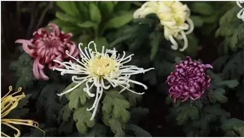 2019園冶杯專業(yè)獎丨2019北京世園會北京園