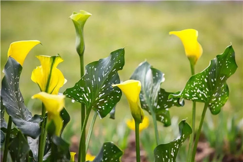 2019園冶杯專業(yè)獎丨2019北京世園會北京園