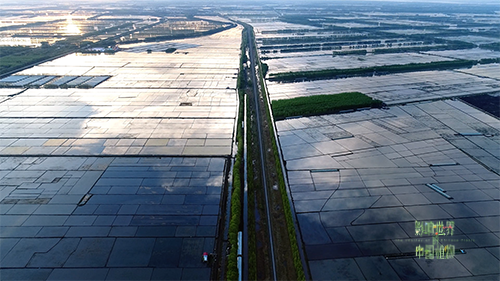 紀錄片《影響世界的中國植物》 中秋重磅推出！