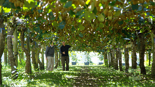 紀錄片《影響世界的中國植物》 中秋重磅推出！