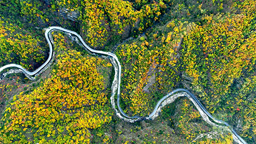 紀錄片《影響世界的中國植物》 中秋重磅推出！
