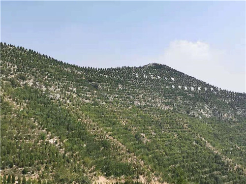 河北邯鄲全方位修復生態環境注重質量雙收