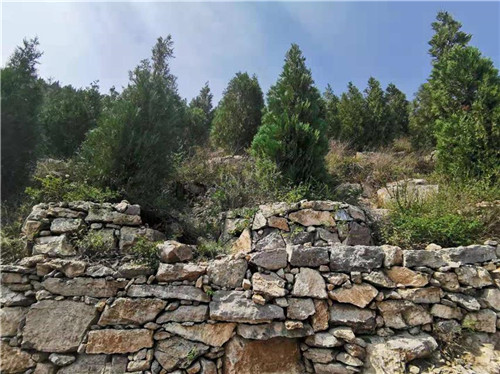 河北邯鄲全方位修復生態環境注重質量雙收