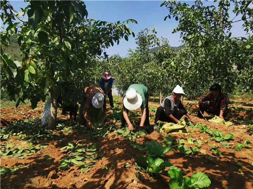 河北邯鄲全方位修復生態環境注重質量雙收