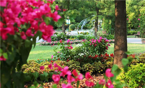 千花萬草為上海植物園化上“國慶妝”