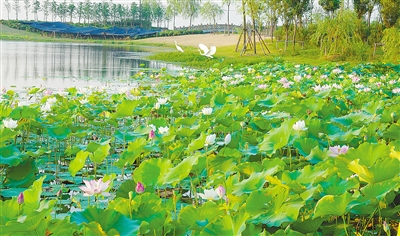 擦亮“生態”名片 無錫走出“綠色”變遷之路 