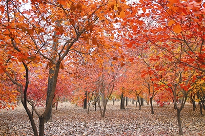 為首都構(gòu)筑生態(tài)安全屏障