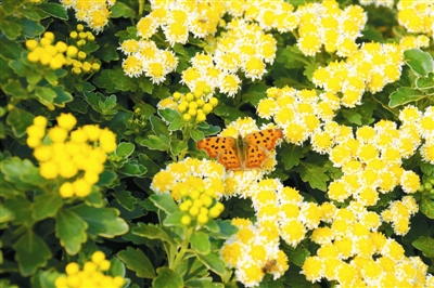 專家之聲:中國花境崛起從何入手?