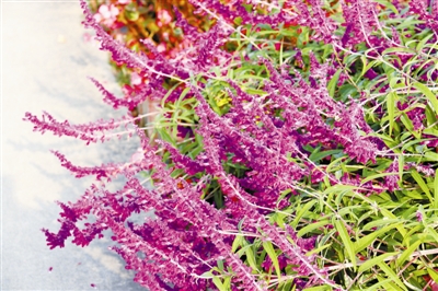 專家之聲:中國花境崛起從何入手?