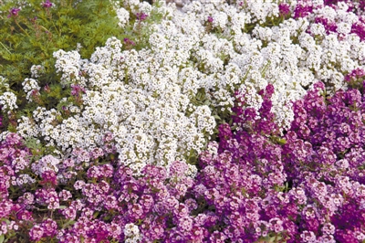 專家之聲:中國花境崛起從何入手?